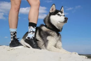 Person wearing Siberian Husky socks next to a real Siberian Husky